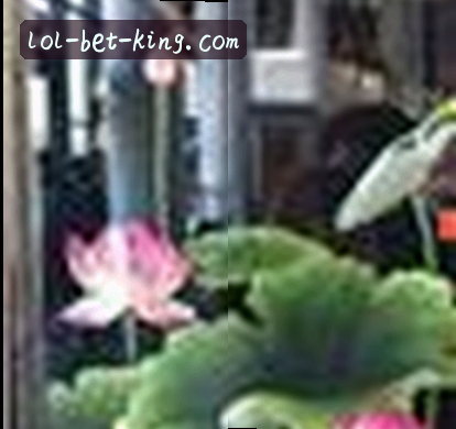 王磊